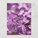 Search for lilac vertical postcards Purple