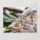 Search for pythons postcards Snake