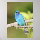 Search for bunting posters Blue
