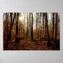 Search for sunbeam posters Forest