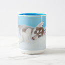 Search for husky puppies mugs Alaskan malamute