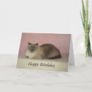 Search for birman cards Kitten