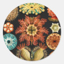 Search for life sciences stickers Ernst haeckel
