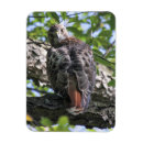 Search for red tails magnets Hawks