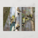 Search for feeders postcards Goldfinch