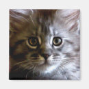 Search for coon magnets Kitten