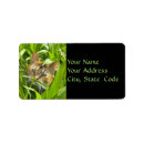 Search for green eyes return address labels Kitty