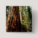Search for sequoia badges Trees
