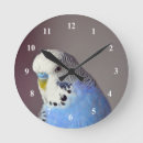 Search for blue budgie posters Parrot