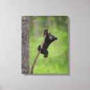Search for on a limb canvas prints Danita delimont