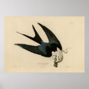Search for kite art Illustration