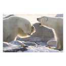 Search for ursus art Canada