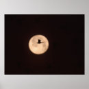 Search for bosque del apache posters Full moon