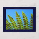 Search for frond postcards Leaves