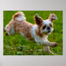 Search for shih tzu posters Puppy