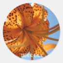 Search for orange lily stickers Lilies