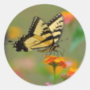 Search for black swallowtail stickers Flower