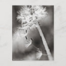 Search for medicinal plants postcards Flower