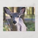 Search for black tailed postcards Mule deer