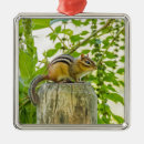 Search for furry animal christmas tree decorations Fuzzy