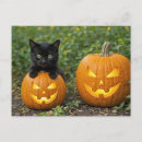 Search for black kitten postcards Cute