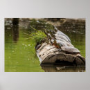 Search for pond turtle posters Log