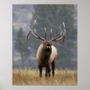 Search for bugle posters Bugling