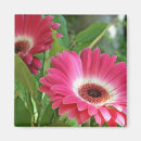 Search for gerber magnets Daisy