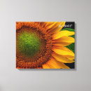 Search for sunflower canvas prints Garden
