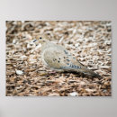 Search for mourning dove posters Feathers