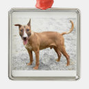 Search for english bull terrier gifts Pet