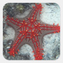 Search for nautical photo stickers Starfish