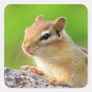Search for chipmunks stickers Nature