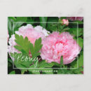 Search for paeony Flower