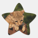 Search for cat star stickers Animal