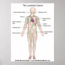 Search for lymphatic system posters Anatomy