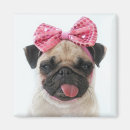 Search for pug magnets Animal