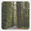 Search for redwood tree stickers Landscape