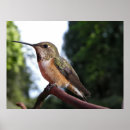 Search for hummingbird art Animal