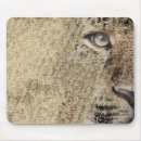 Search for amur mouse mats Wildlife