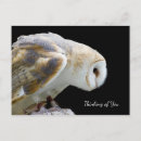 Search for barn owl Beautiful