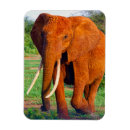 Search for tusks magnets Africa