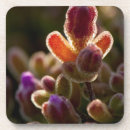 Search for bud coasters Blooming