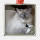 Search for ragdoll cat christmas tree decorations Animal