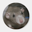 Search for rat magnets Photography