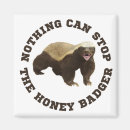 Search for badgers magnets Animal