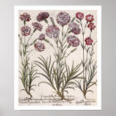 Search for flores posters 17th