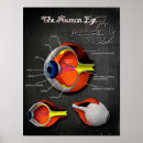 Search for human eye Retina