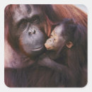 Search for orangutans stickers Pongo pygmaeus