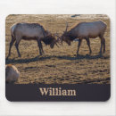 Search for roosevelt mouse mats Antlers